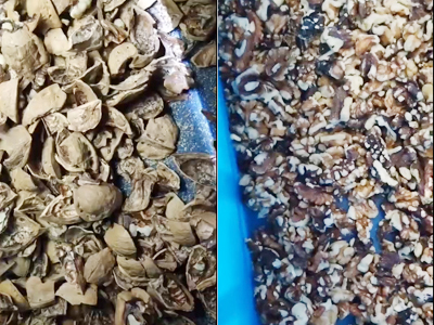 Сортировочная машина Mingde AI отделяет семена и скорлупу грецких орехов